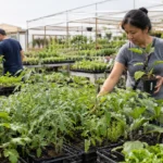 Don Nursery in Irving: A Practical Guide for First-Time Visitors and Serious Home Gardeners